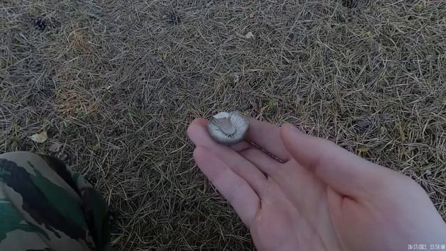 Рядовка землистая или грибы мышата