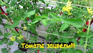 "томат"#Огород#Сад#Дача