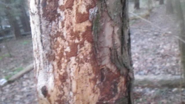 Необходимость антисептирования досок и бревен сруба смотреть онлайн