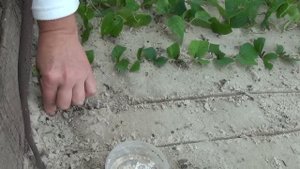 Зелёное черенкование. Green cuttings.