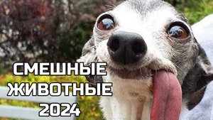 Смешные животные 2024 - попробуй не засмеяться! (4 выпуск) - кошки и собаки