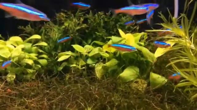 Неон красный смотреть онлайн