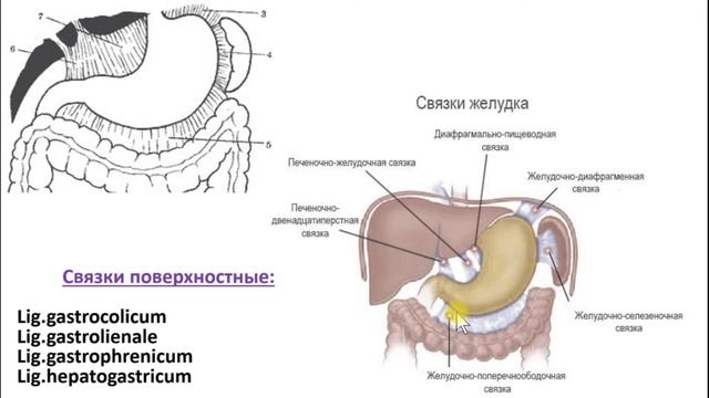 Топография. Желудок.