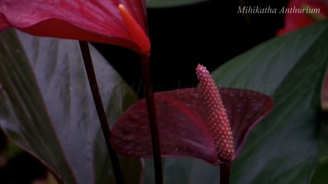 Maroon Anthurium (Mihikatha Anthurium) මිහිකත ඇන්තුරියම් смотреть онлайн
