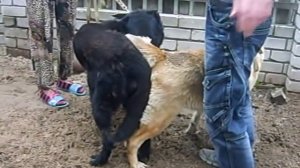 вязка вео