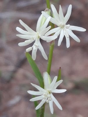 132. Смолёвка татарская - Silene tatarica