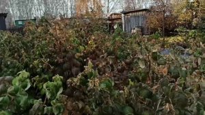 Подготовка ремонтантной малины и земляники к зиме. Омск, 19.10.2022