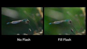 The Best Camera Settings for Macro and Close-Up Photography