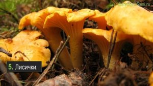 Какие грибы можно выращивать дома на своем участке