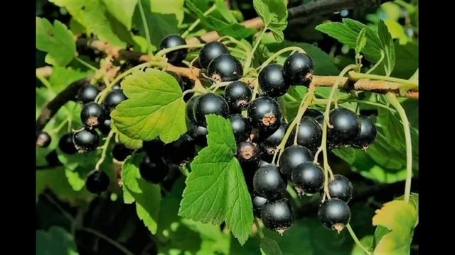 Сыплю это в октябре 50гр под смородинный куст Пропали даже почковые клещи ягода стала явно крупне смотреть онлайн