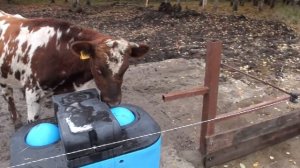 Бычки-герефорды и айрширы в загоне