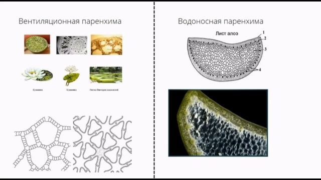 Ткани. 5 урок по подготовке к ВсОШ по биологии. 7-9 класс. смотреть онлайн