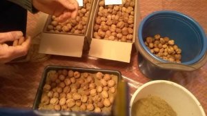 каждый легко может  вырастить грецкие орехи из плодов, несколько способов