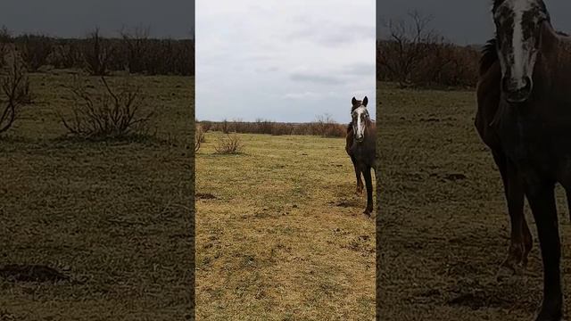 Кабылки ходят им все любопытно