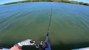 BIG FISH On The Flats In Crystal Clear Water! Snook and Tripletail Fishing