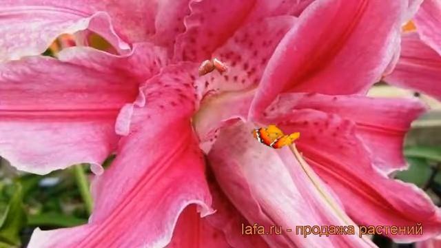 Лилия восточная махровая Дабл Сорбонна (lilium) ? обзор: как сажать, луковицы лилии Дабл Сорбонна смотреть онлайн