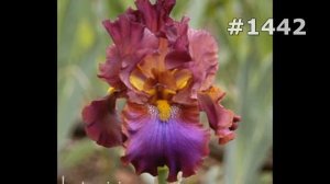 #1442. Ирисы - самые красивые цветы