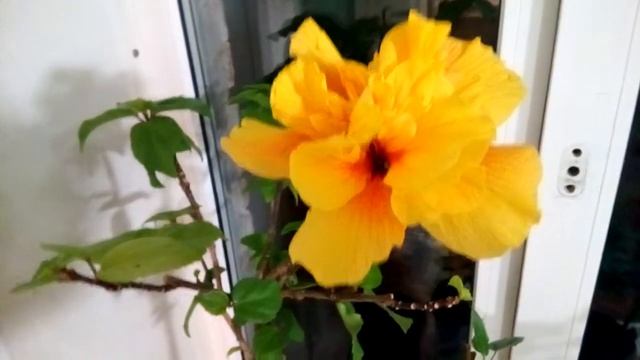 Желтый махровый гибискус смотреть онлайн