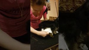 Подгузник для кобеля