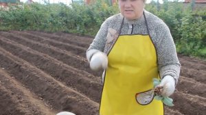 Посадка клубники.