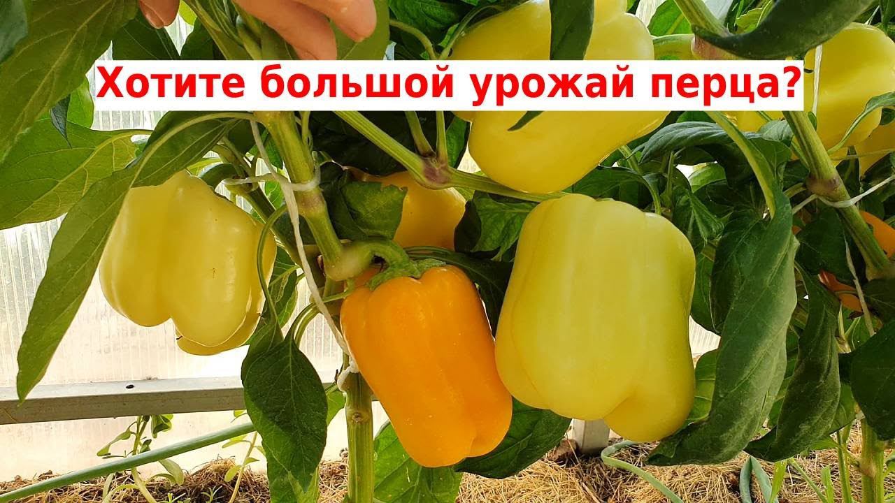 Урожайный крупноплодный сорт перца в 2022 году. Сорт сладкого перца Вельможа