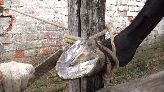 Простой способ успокоить лошадь перед расчисткой копыт. смотреть онлайн