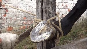 Простой способ успокоить лошадь перед расчисткой копыт.