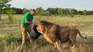 Мы выпускаем ЛЬВА МАРСЕЛЯ , а лев Филя таскает мясо из машинки ! Russian Lion man !