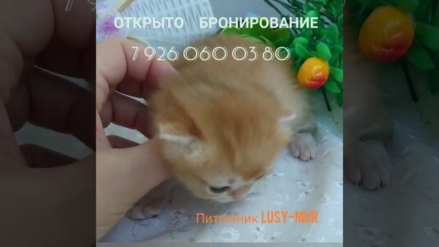 Золотые тикированные британские котята