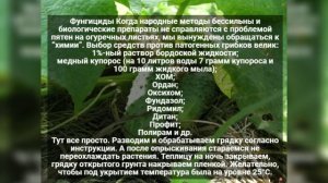 Как легко избавиться от желтых пятен на огурцах
.Причины, если листья огурцов желтеют
.
