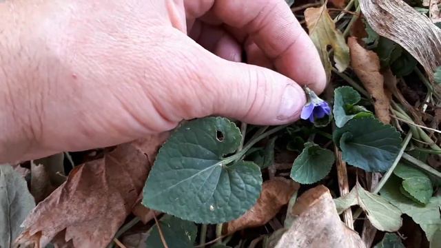 Крым. с. Лечебное. Фиалки.07.11.2019 г. смотреть онлайн