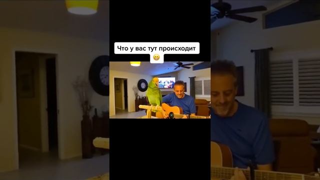 Попугай певец.mp4