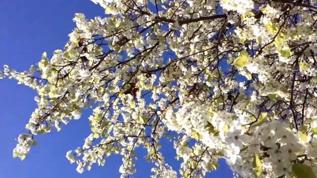 Wild Cherry ( Prunus Avium ) смотреть онлайн