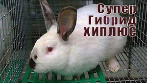 Кролики Хиплусы на ферме