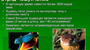 Пресмыкающиеся рептилии