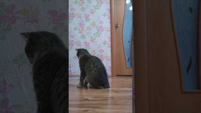 Дрессировка кота/какие команды знает кот Филипп 💕 смотреть онлайн