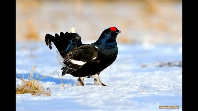 Птица тетерев фото и описание