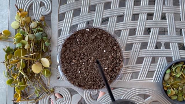 Propagate or DIE - Peperomia Hope Vines смотреть онлайн