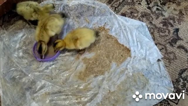 Чудо-трактор. Готовимся к Пасхе. смотреть онлайн