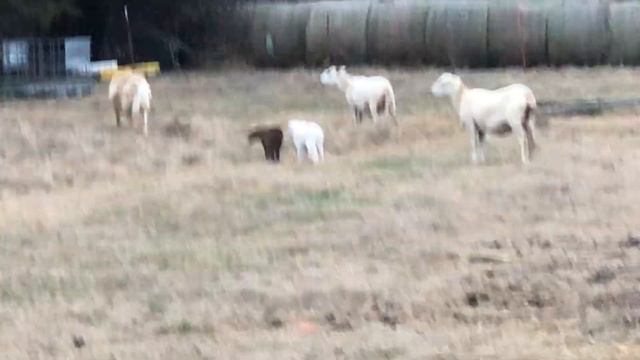 Katahdin sheep update смотреть онлайн