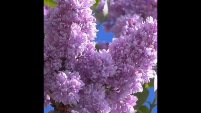 СИРЕНЬ смотреть онлайн