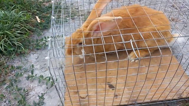 порода ризен гольд смотреть онлайн