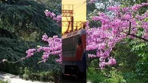 Ромео и Джульетта Воровайки