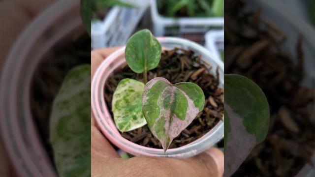 How AI is revolutionizing urban gardening with Anthurium Foliage plants