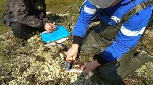 Вездеход "Хищник" везет нас на рыбалку