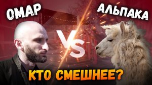 Омар и альпаки. Кто смешнее?