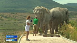 Как живут в Крыму слонихи из Казанского цирка