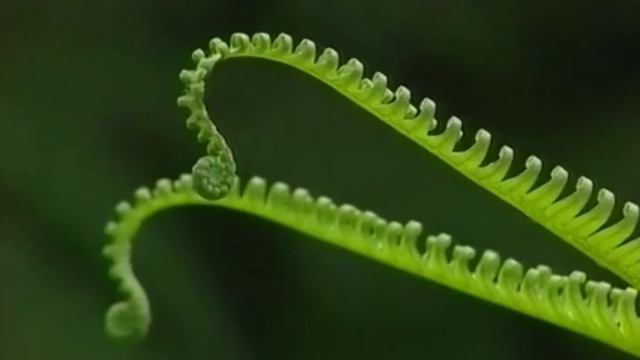 Невидимки в джунглях Hidden Jungle смотреть онлайн