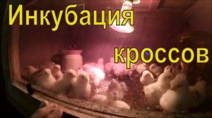 Инкубация куриных яиц от Ломан Браун и Хайсекс // Итоги // Жизнь в деревне