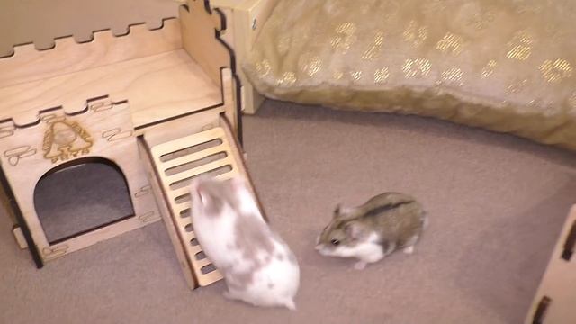 Милки против ХОМЯЧАТ! / Свадьба Третий День / Alisa Easy Pets смотреть онлайн